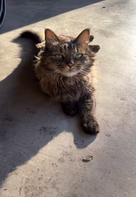Smokey - Archi-Cat at Facet Architecture